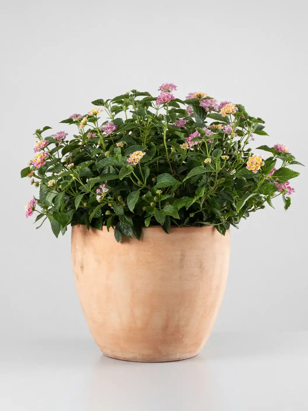 Lantana camara