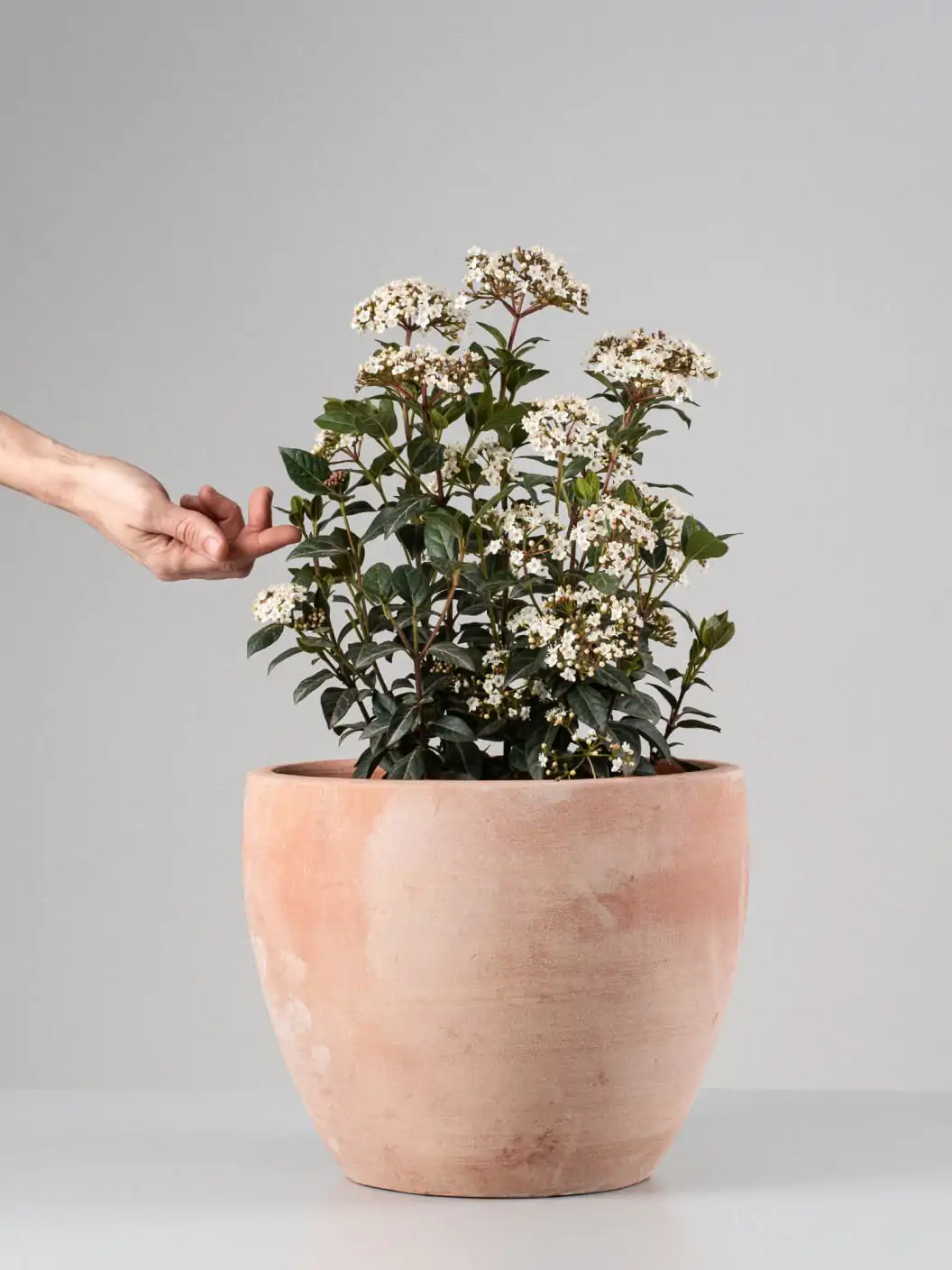 Laurentino (Viburnum tinus en maceta)