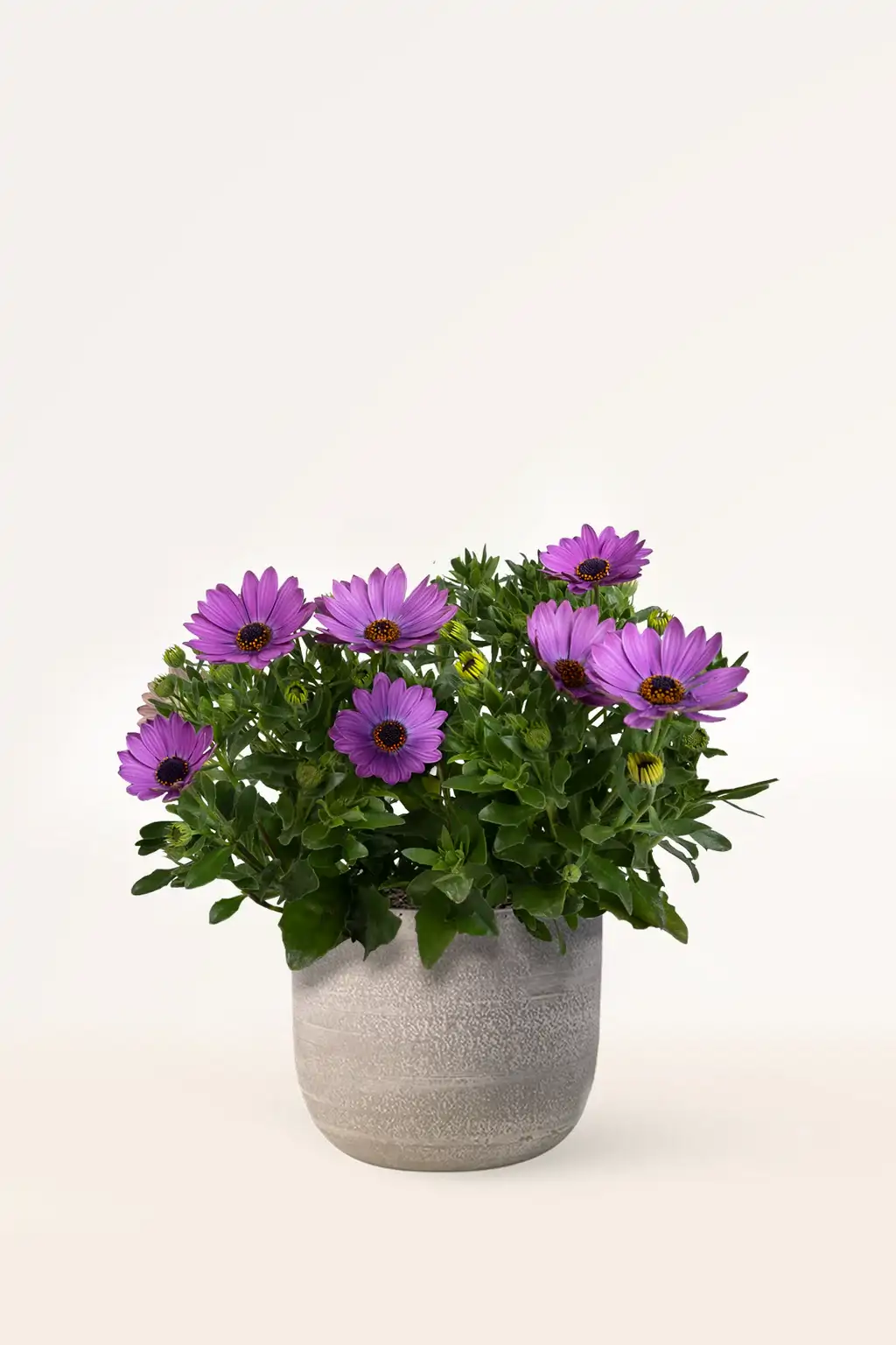 Margarita Dimorfoteca Violeta 