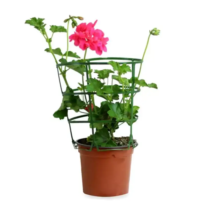 Pelargonium peltatum (gitanilla o geranio colgante)