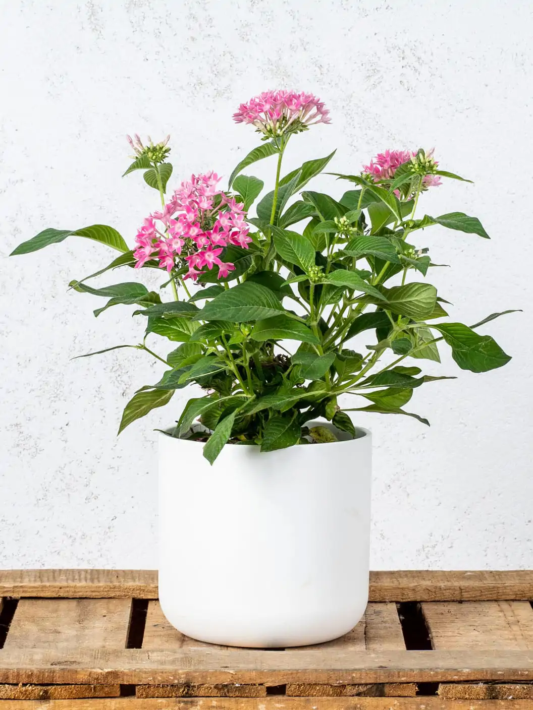 Pentas