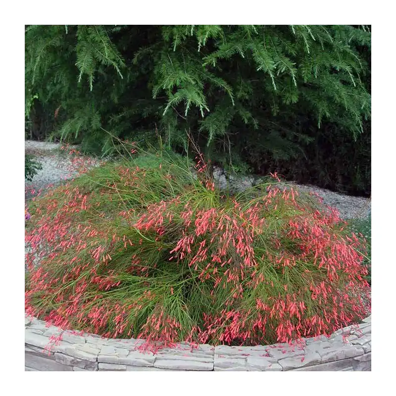 Russelia equisetiformis 