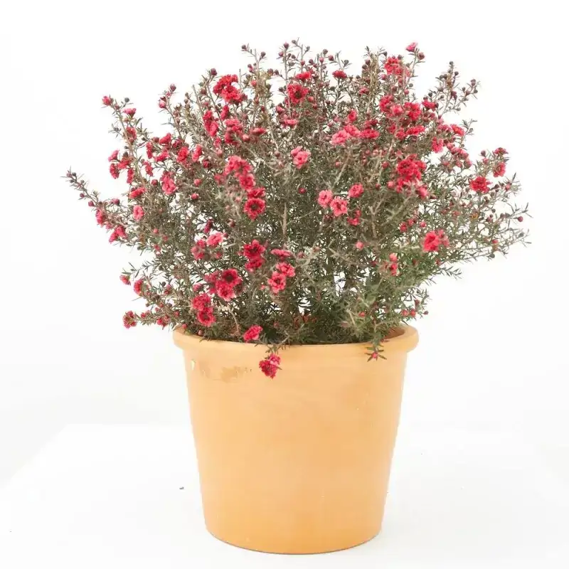 Salvia microphylla