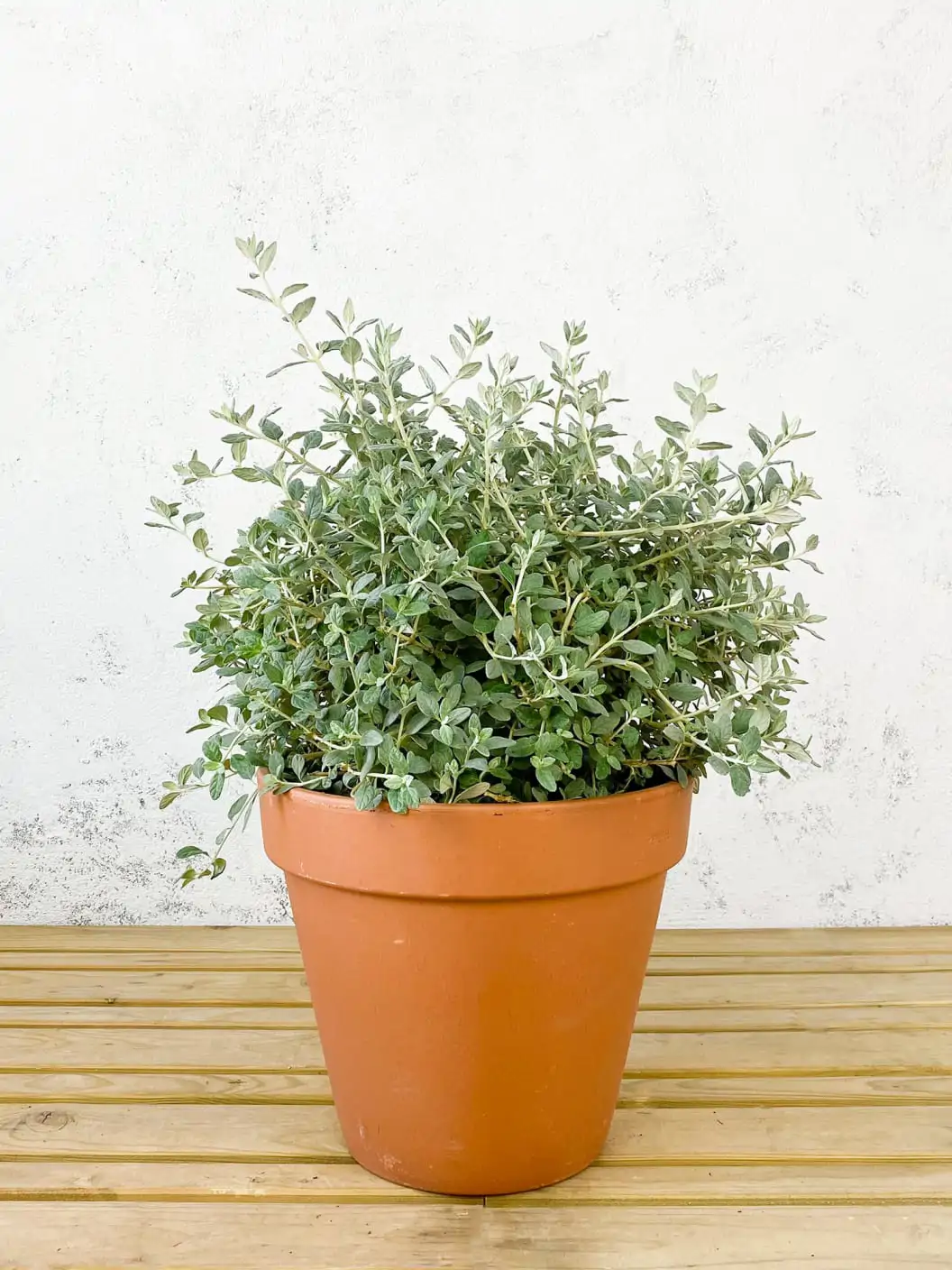 Teucrium fruticans (olivilla)