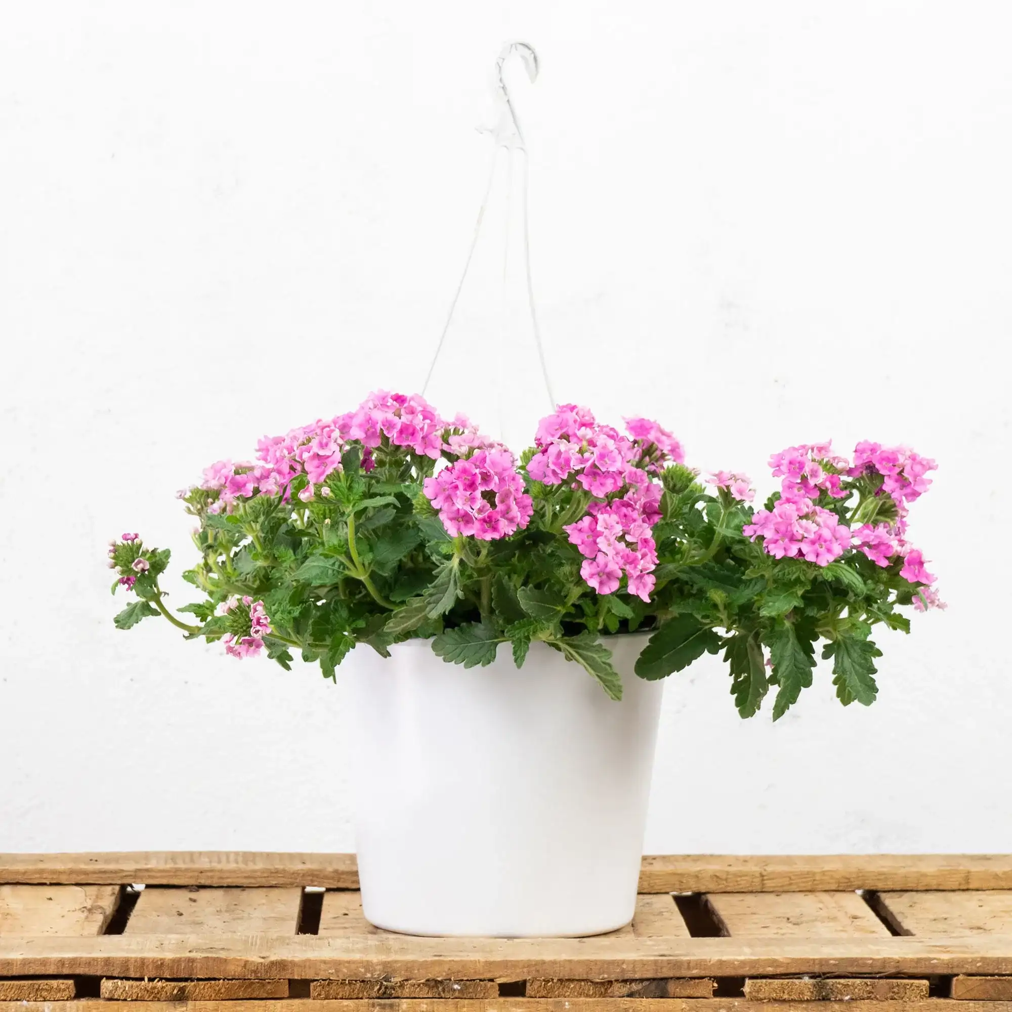 Verbena 