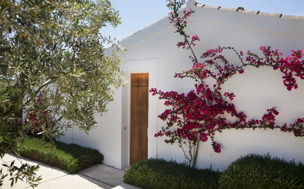 Una buganvilla trepadora sobre un muro blanco destacará mucho más sus colores