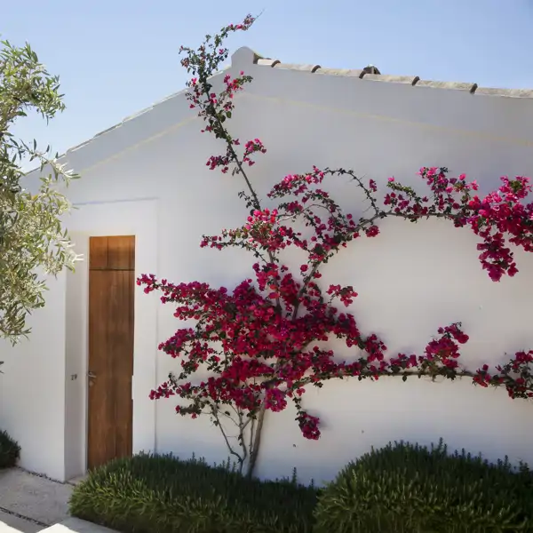 Buganvilla trepadora: cómo cuidar la planta que llena de color los patios y jardines más bonitos y vistosos 