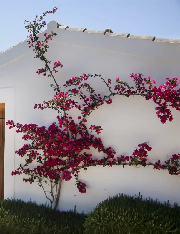 Buganvilla trepadora: cómo cuidar la planta que llena de color los patios y jardines más bonitos y vistosos 
