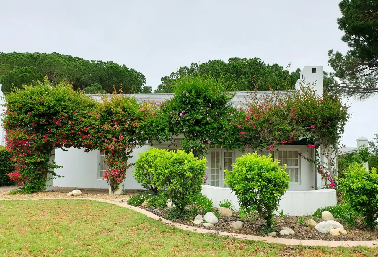 Una casa con una buganvilla en su jardín
