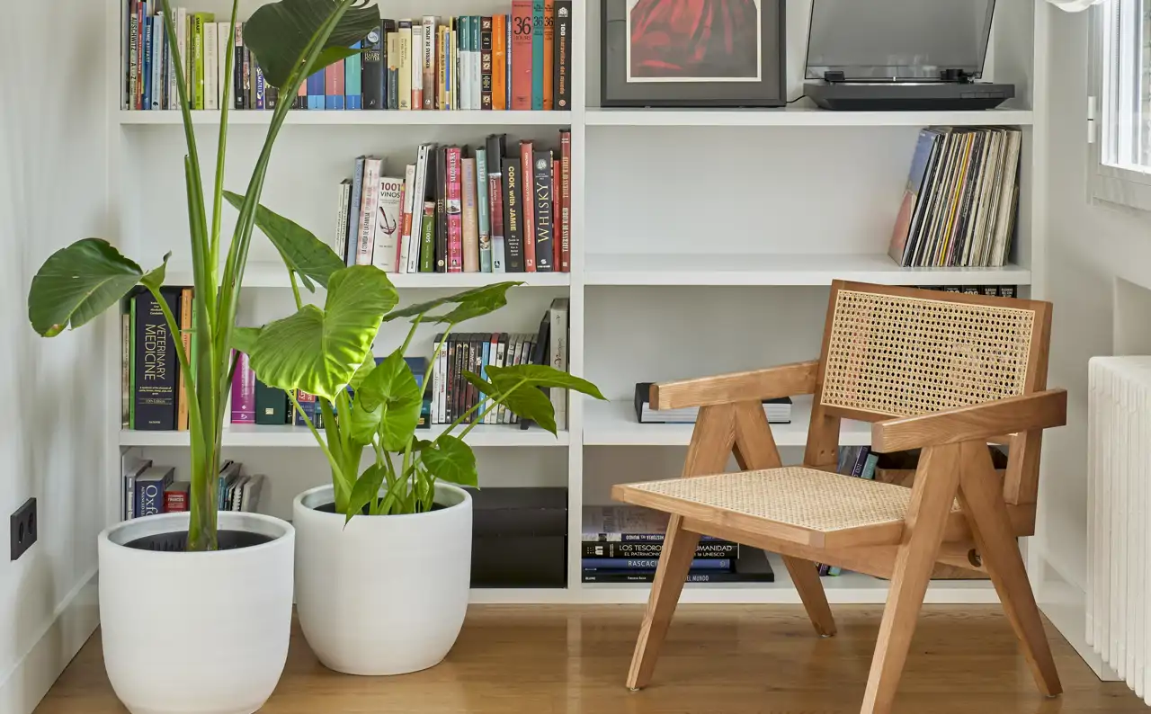 estantería librería biblioteca plantas sillón