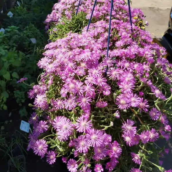 Adiós Buganvilla: el manto de la Virgen es la planta trepadora poco conocida que decora las paredes de terrazas y jardines