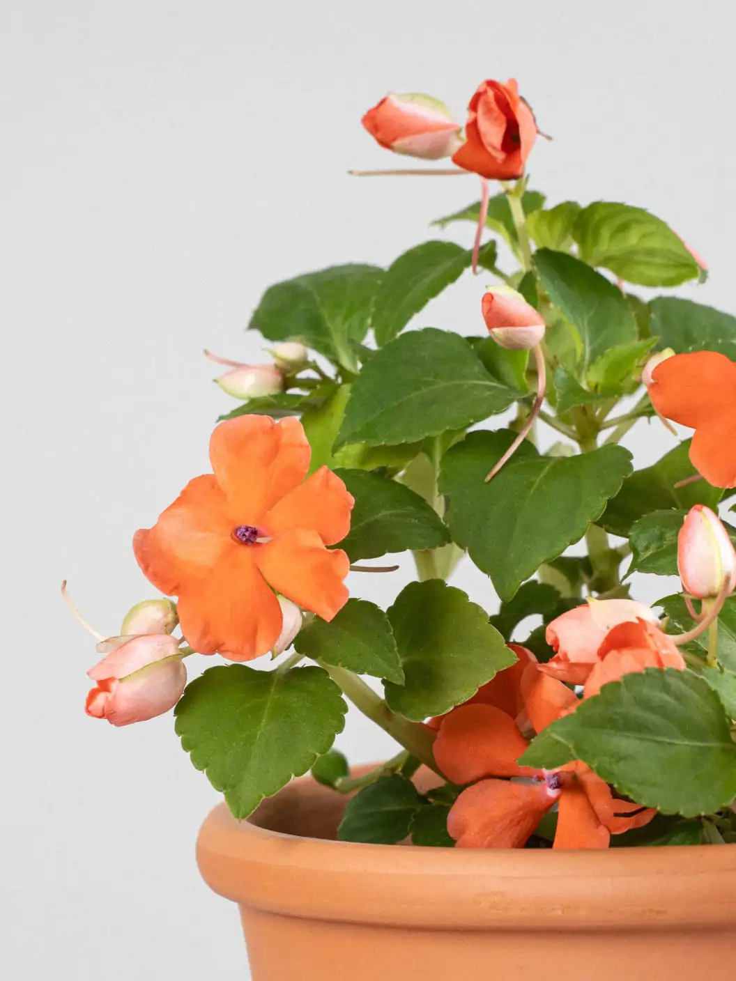 17. Impatiens walleriana 