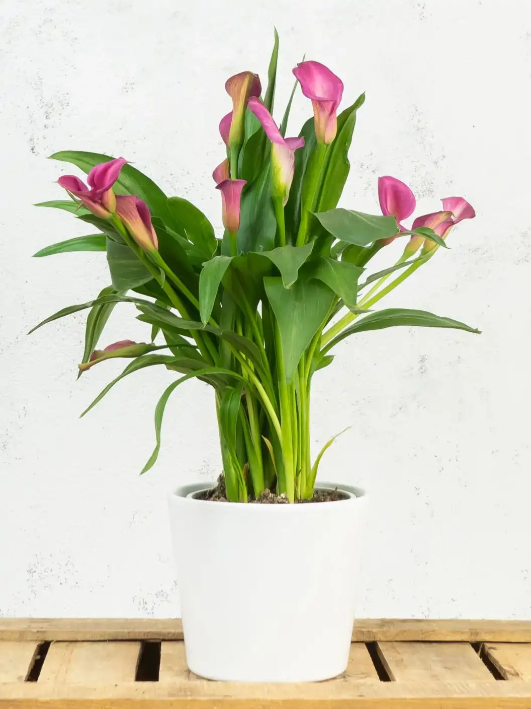 20. Zantedeschia (Cala) 