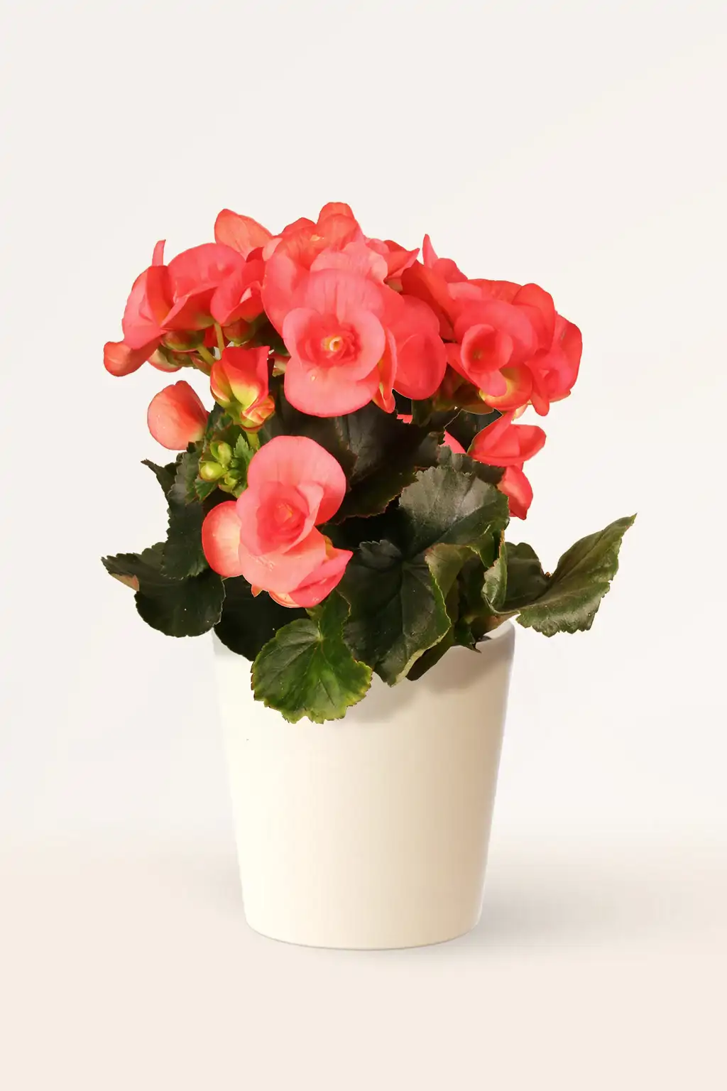 4. Begonia