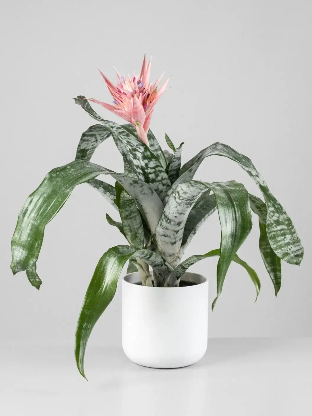 9. Bromelia Aechmea 