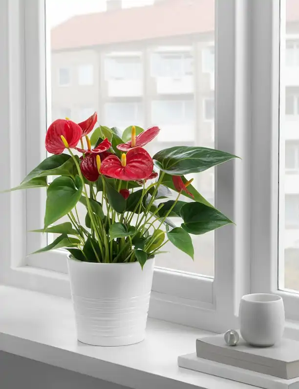 25 plantas de interior con flor resistentes que darán color y estilo a tu casa