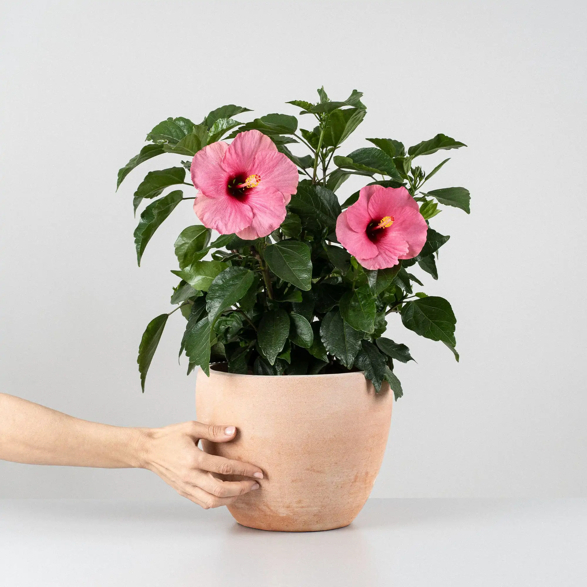 Hibiscus