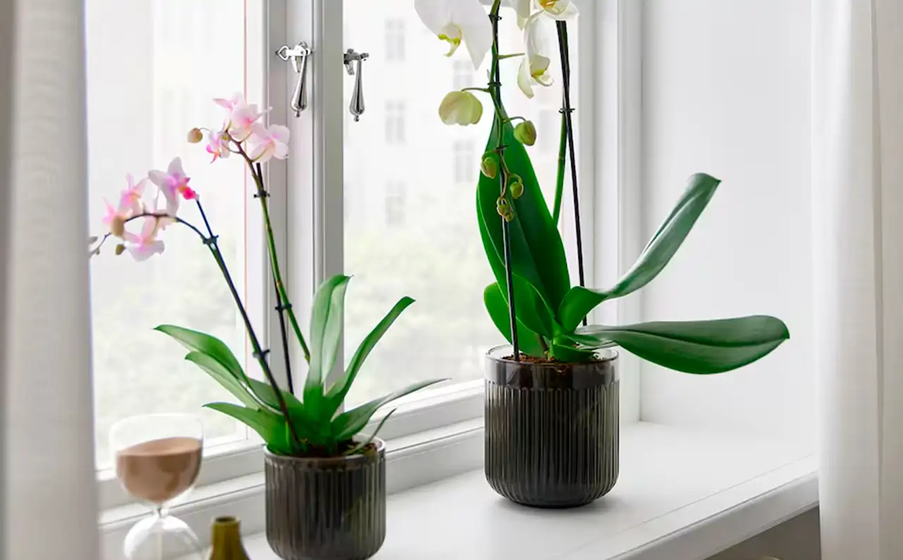 Las orquídeas son plantas de interior con flores duraderas y elegantes, que florecen varias veces al año