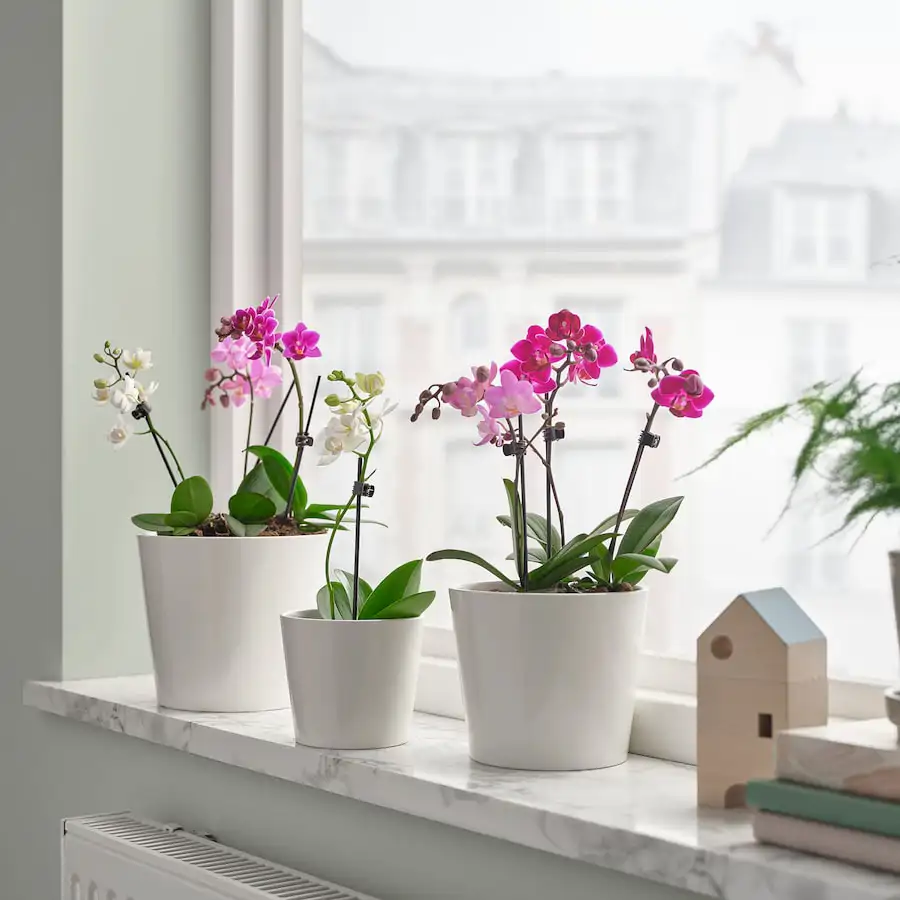 phalaenopsis planta orquidea colores variados  1411821 pe973429 s5
