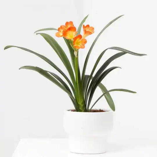 13. Clivia