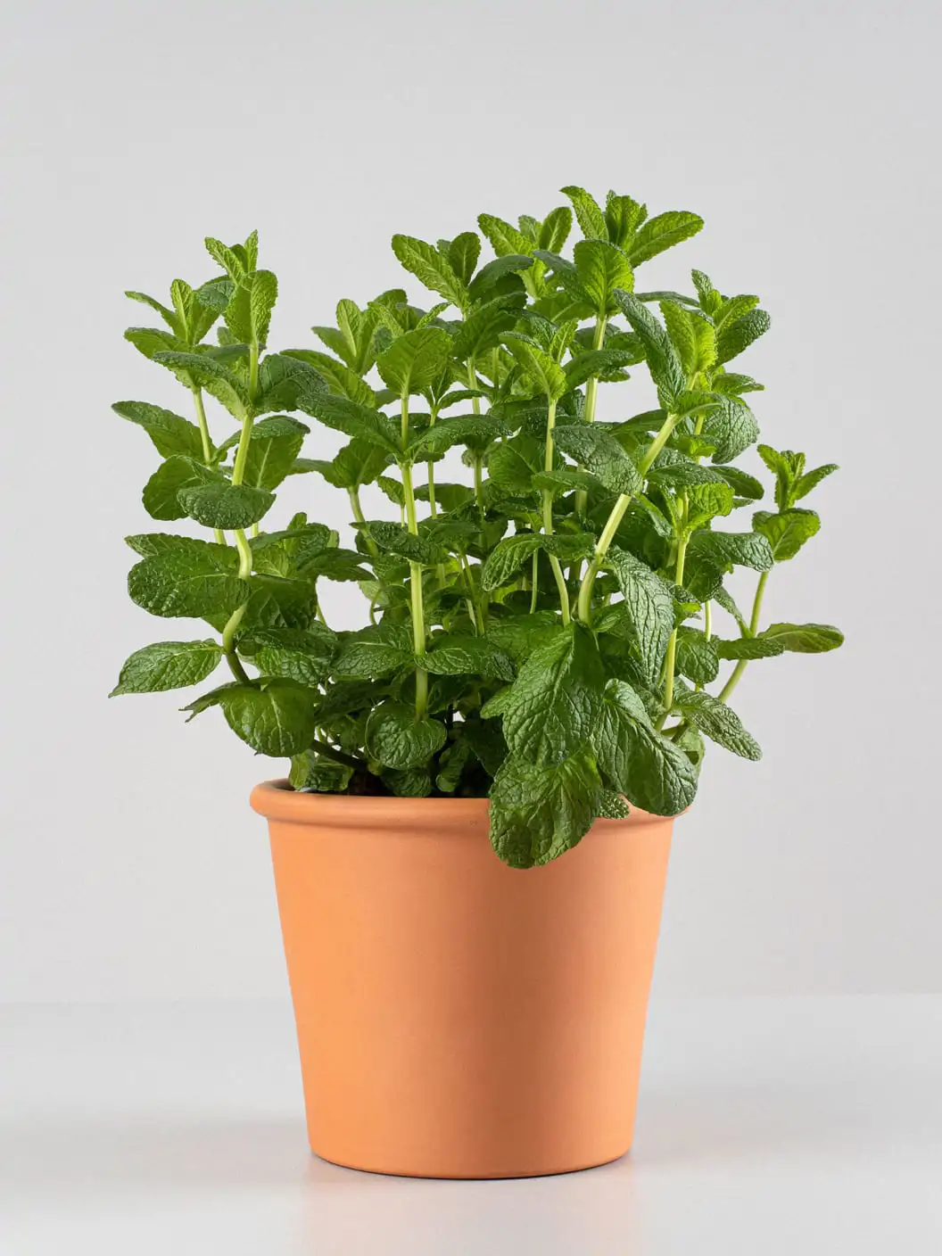 planta de menta