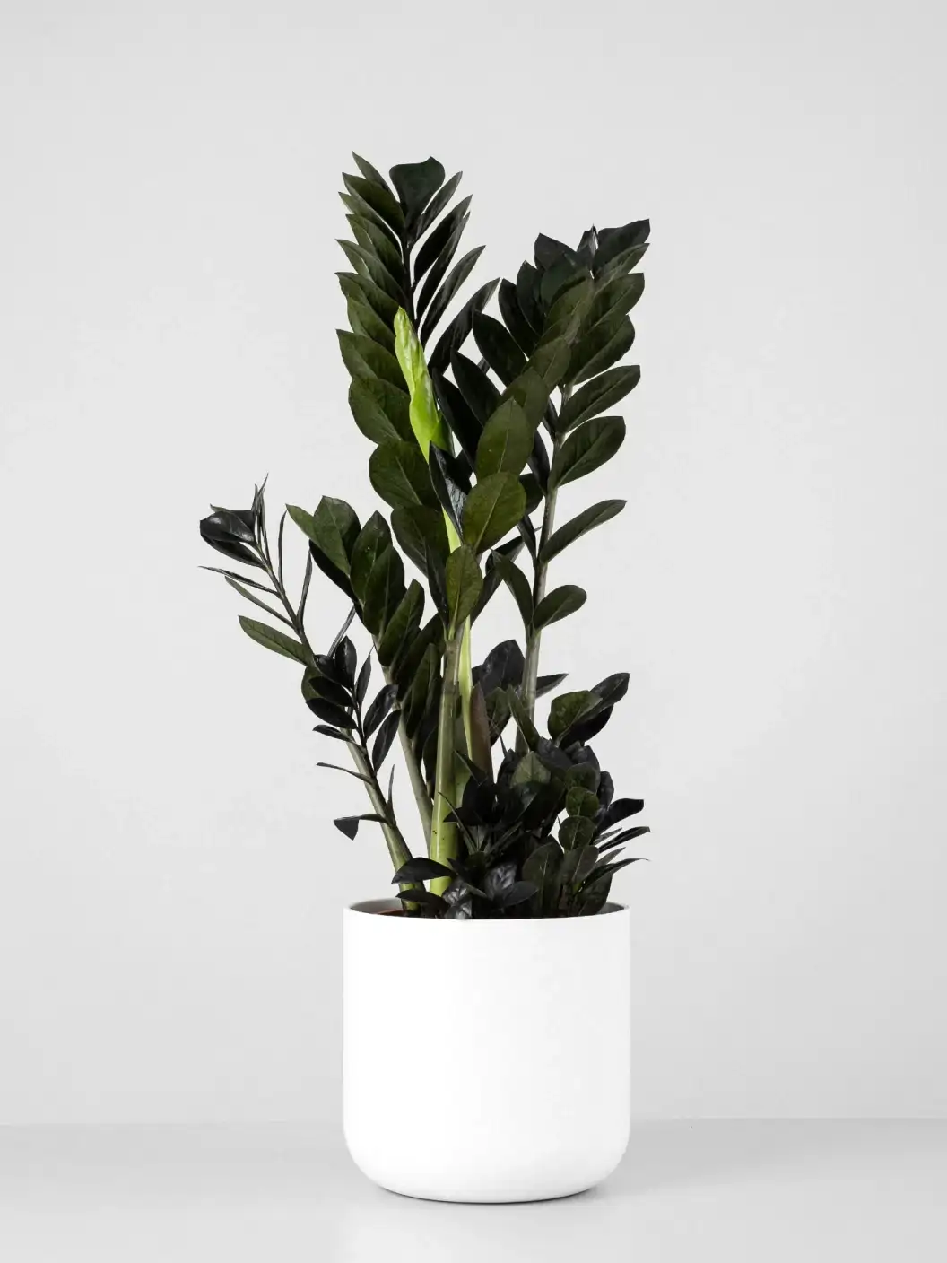 18. Zamioculcas negra 