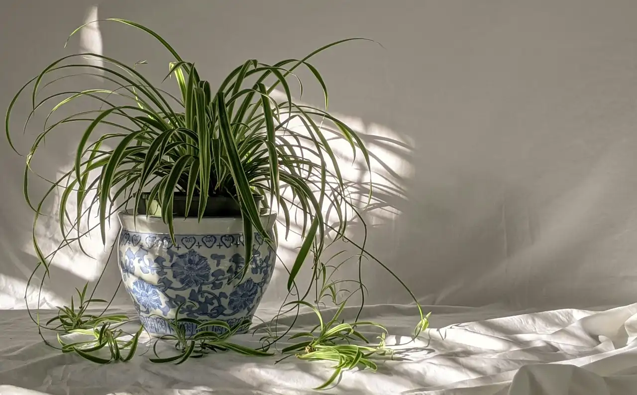 Las cintas, también conocidas como malamadre, es una planta colgante fácil de cuidar y que necesita poca luz natural 