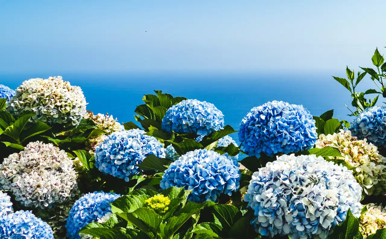 Cómo cultivar y cuidar las hortensias