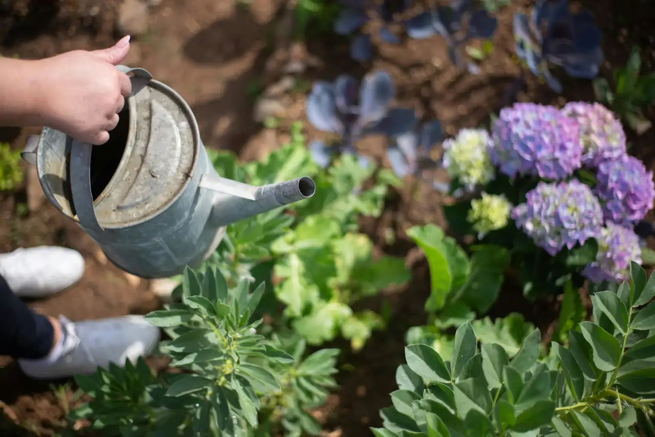 Cómo regar las hortensias