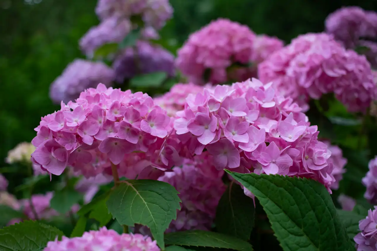 Hortensias con grandes flores rosadas
