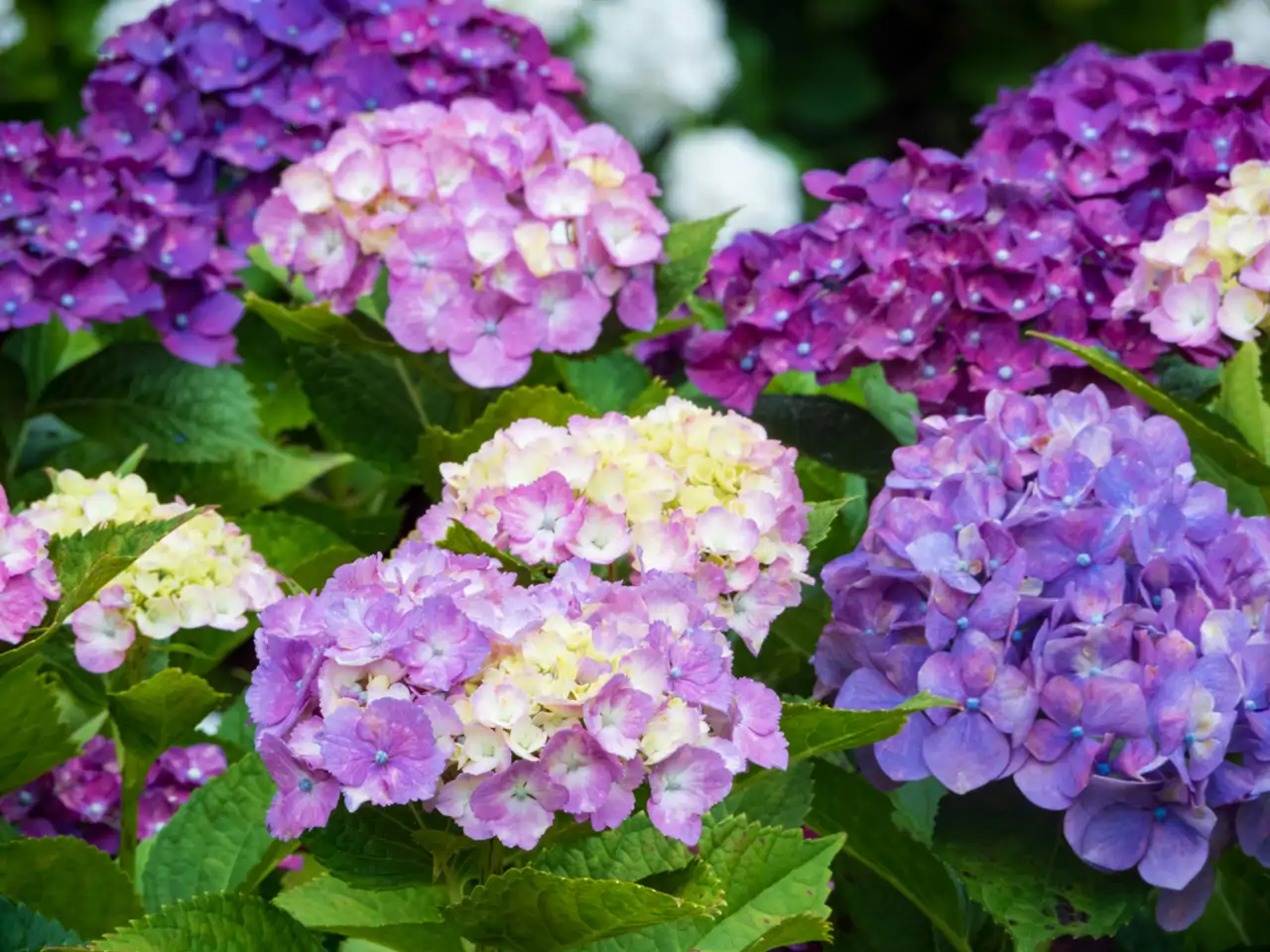 Hortensias moradas y rosadas