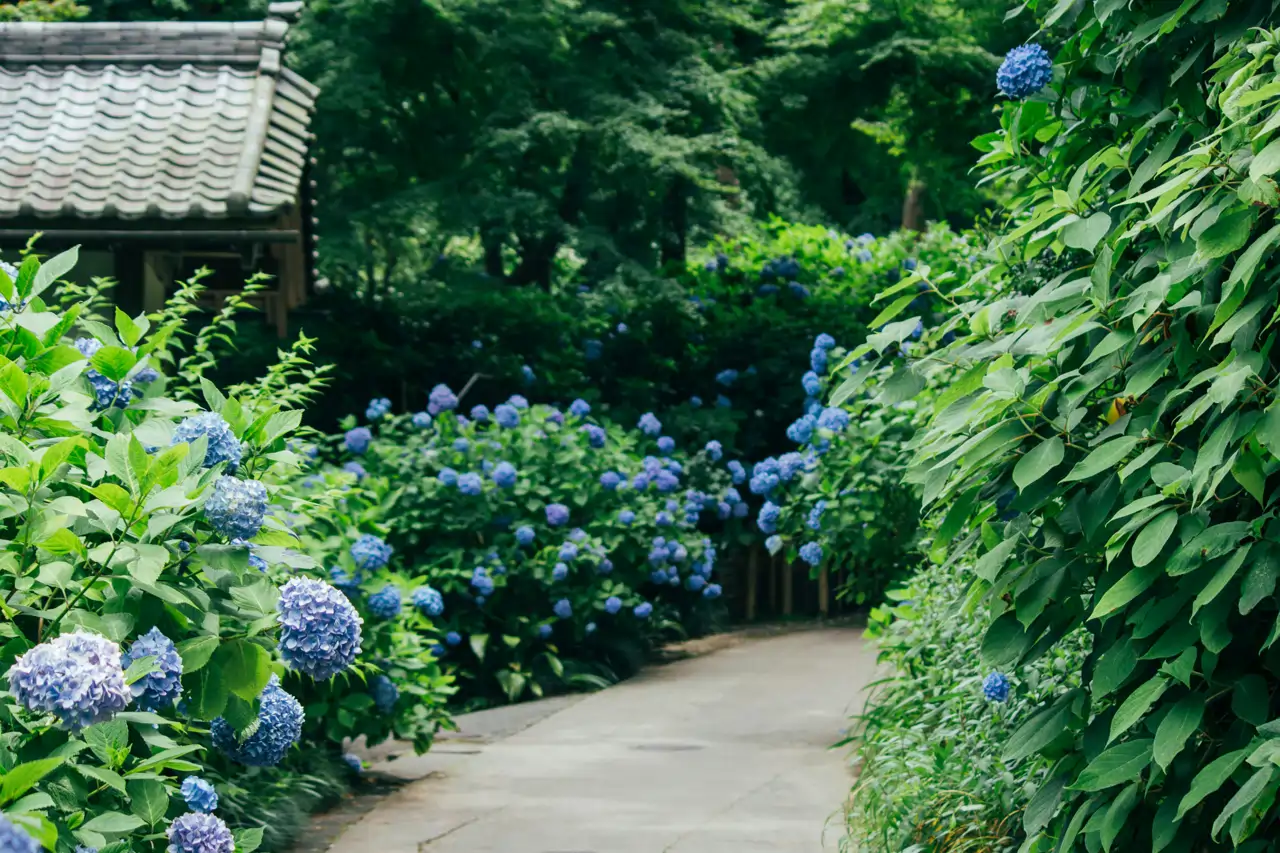 Un jardín con hortensias