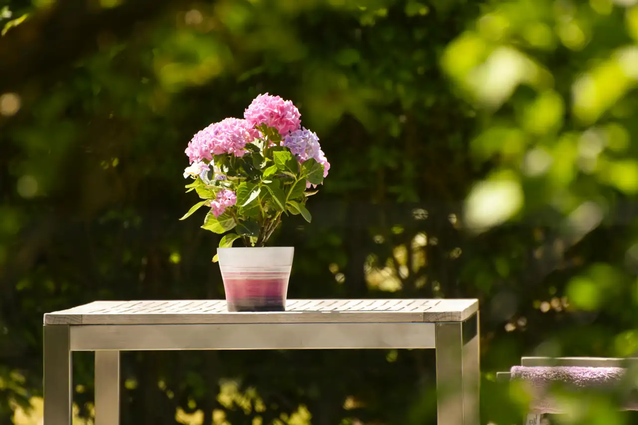 Una hortensia en maceta