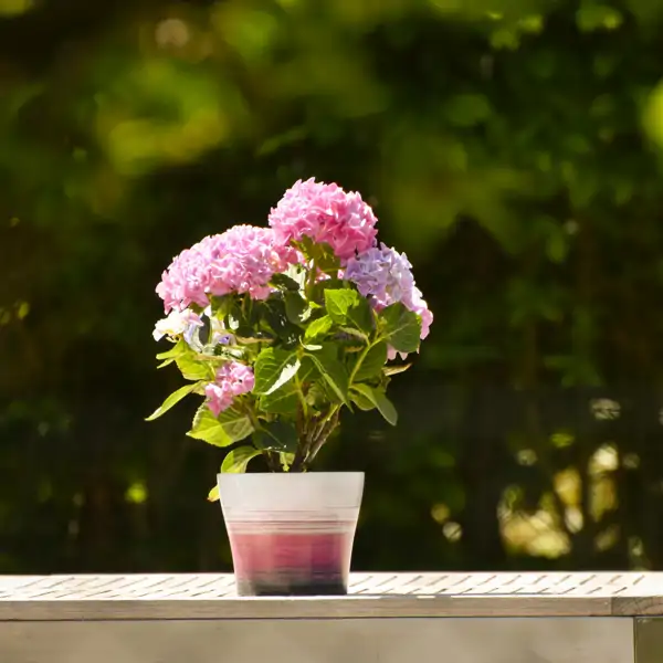 Hortensias: cómo cuidar la flor más romántica del jardín que nos recuerda a las casas de campo 