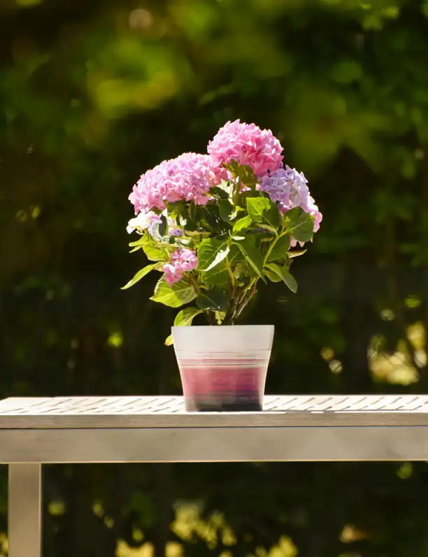 Hortensias: cómo cuidar la flor más romántica del jardín que nos recuerda a las casas de campo 