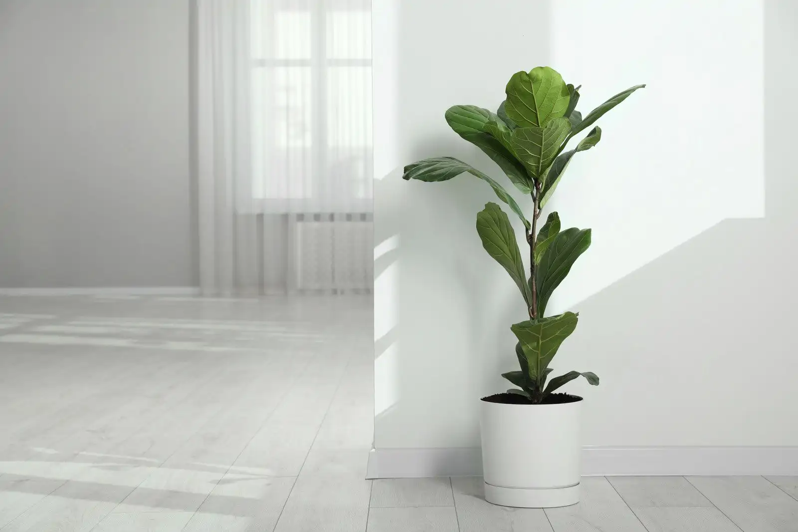 Ficus Lyrata