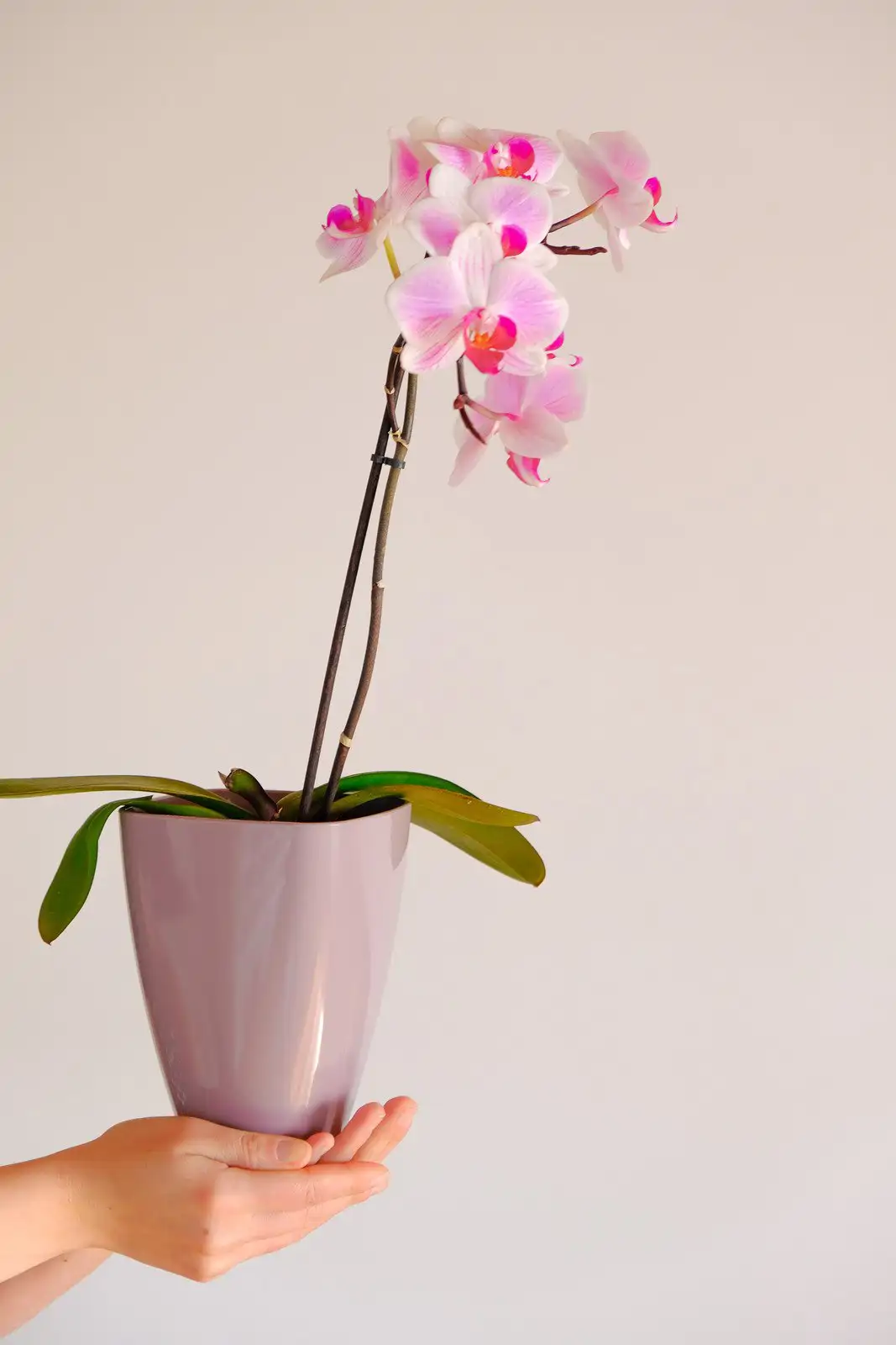 Orquídea