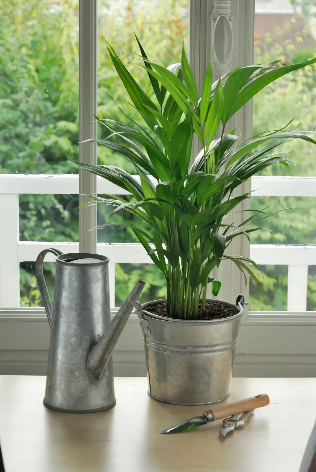 Palmera bambú