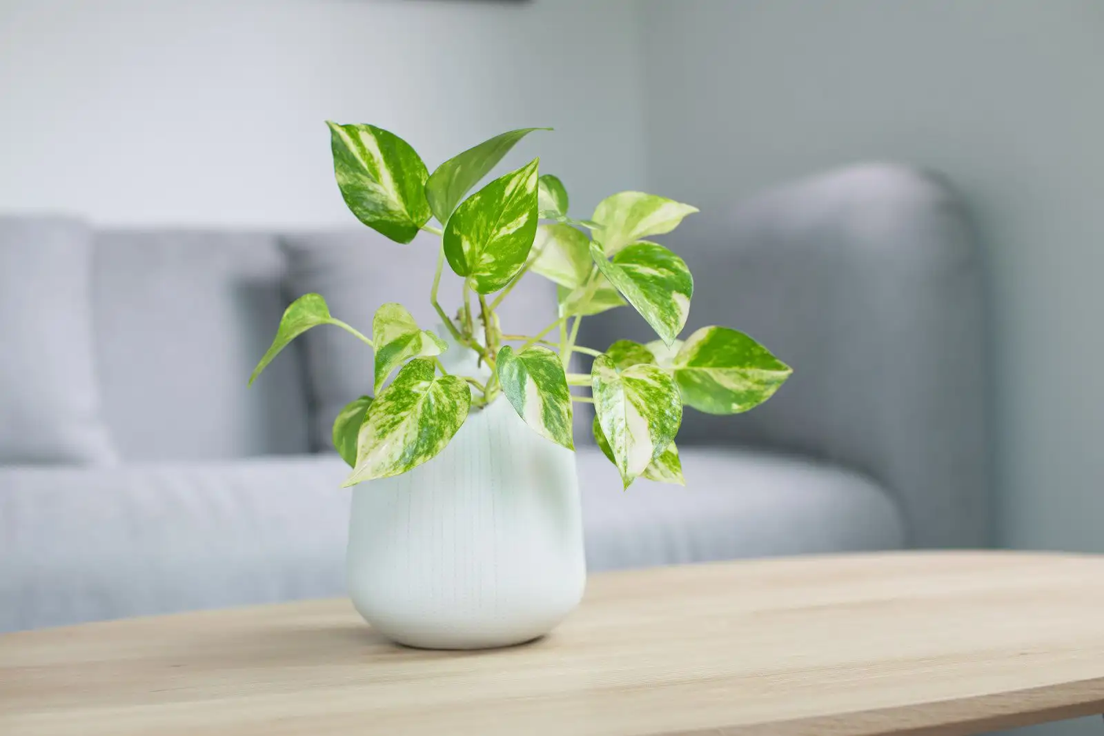 Planta teléfono
