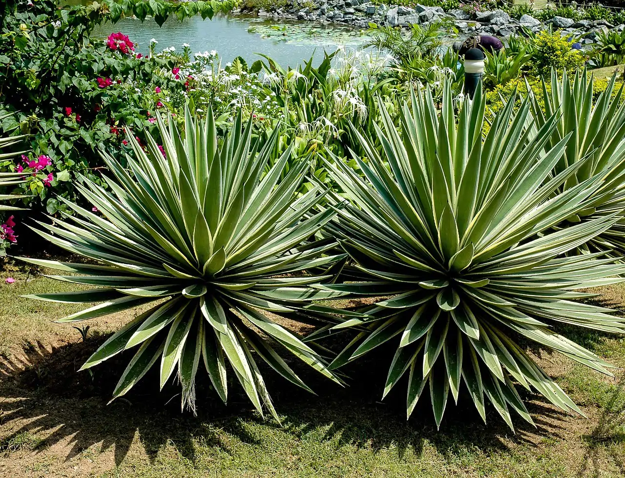 Planta pita amarilla