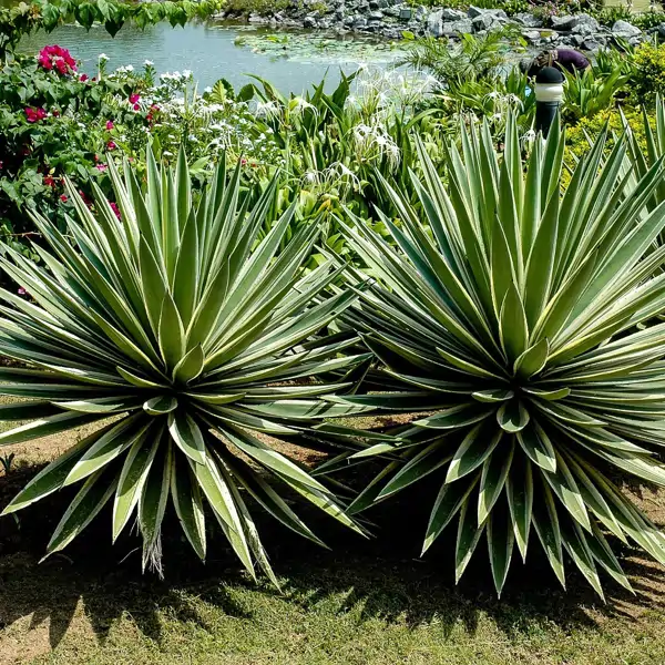 Pita: la planta más resistente al sol directo para jardines, terrazas o patios sin sombra 