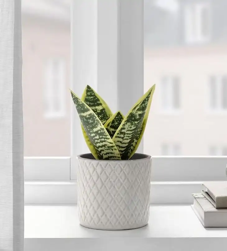 Una planta artificial para darle el toque original a cualquier rincón, de Ikea