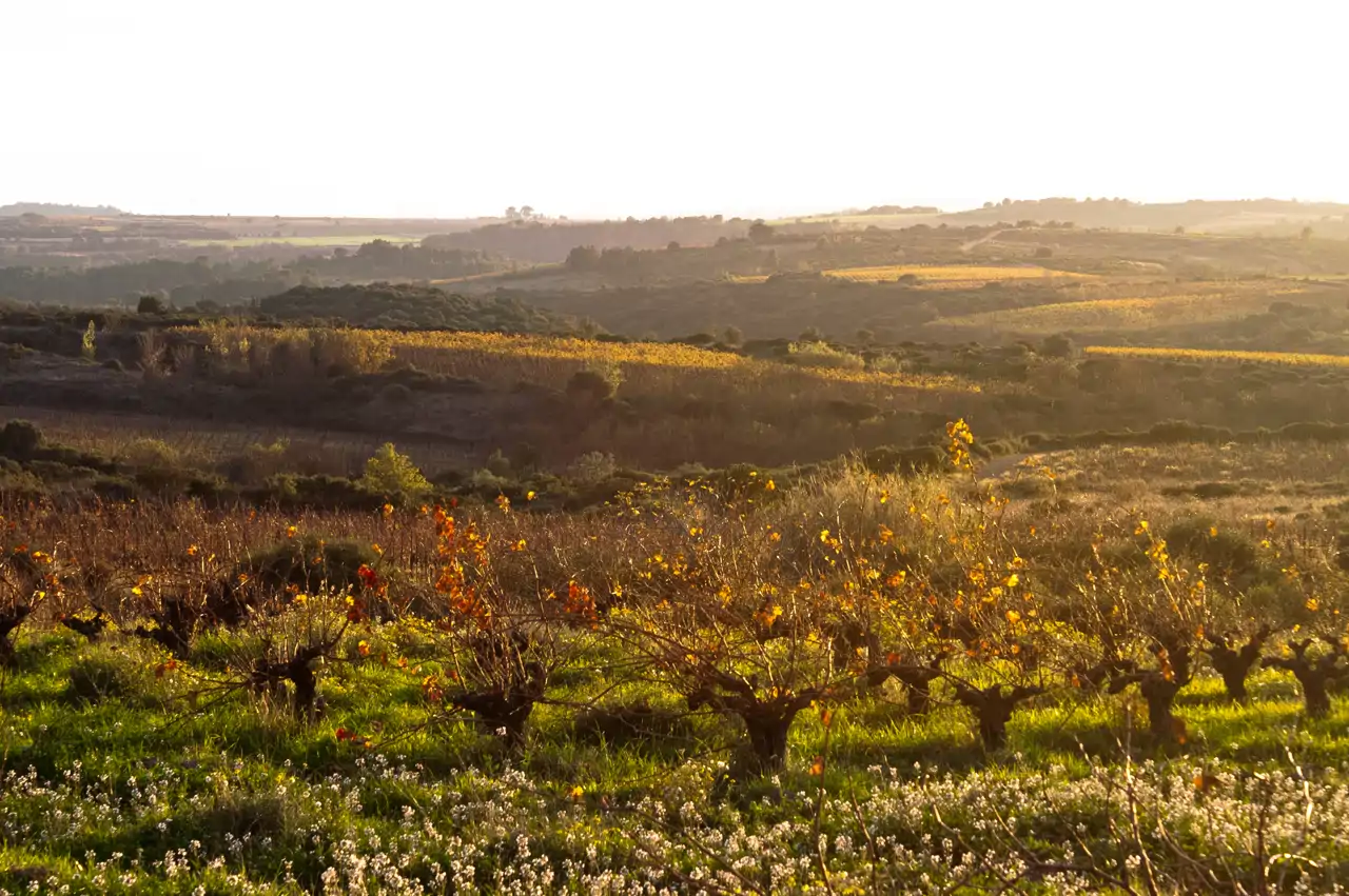 viñedo