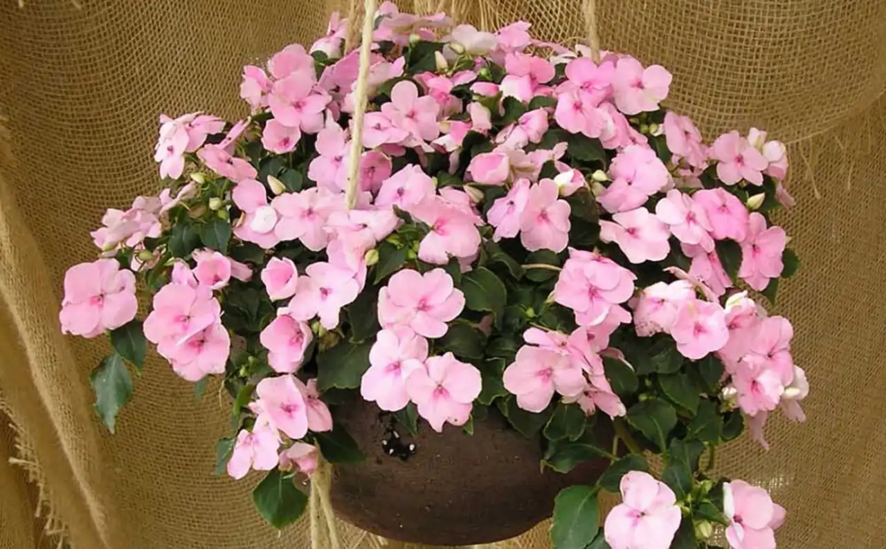Alegría o Impatiens planta