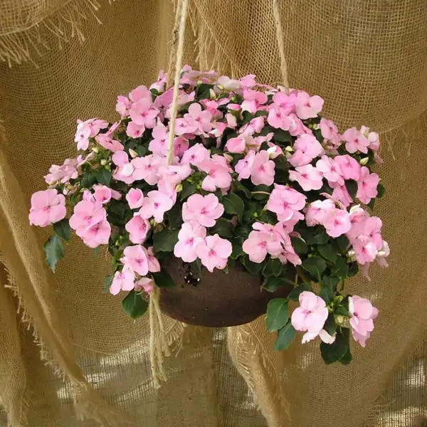 Esta es la planta fantástica que casi nadie conoce: florece todo el año y llena tu casa de color