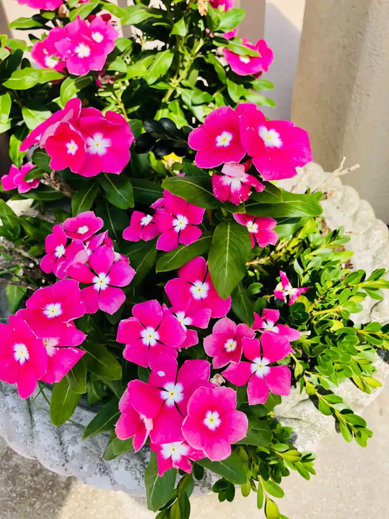 Alegría o Impatiens