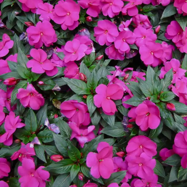Alegría o Impatiens