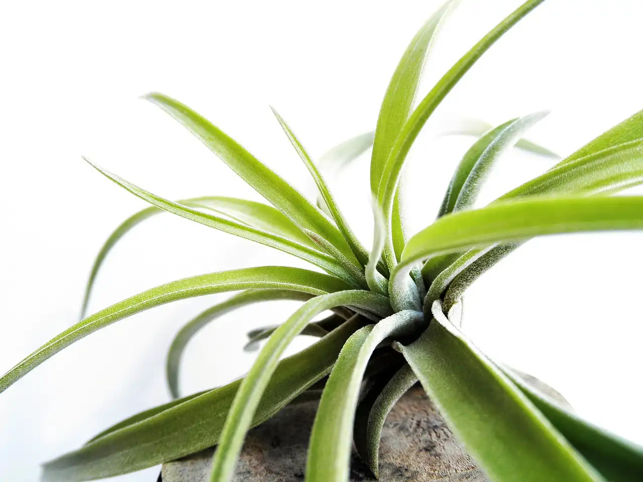 Aazon.co: Paquete De 5 Plantas De Aire Ionantha Live Tillandsia