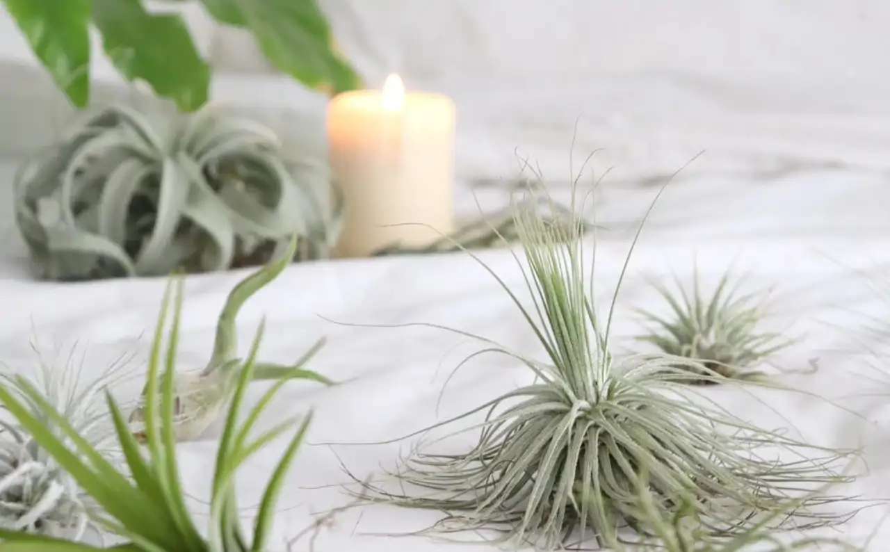 indoor pesticides for plants Pest Control – Seafoam Lavender main image 0