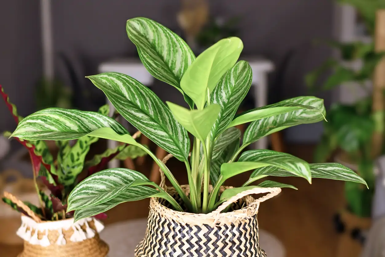 ¿Tienes un pasillo oscuro y estrecho? Estas plantas de interior son ...